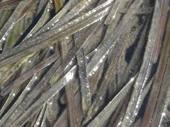 Zostera capricorni