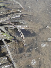 Zostera capricorni