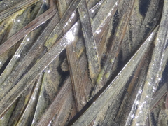 Zostera capricorni