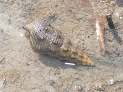 Pyrazus ebeninus