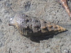 Pyrazus ebeninus