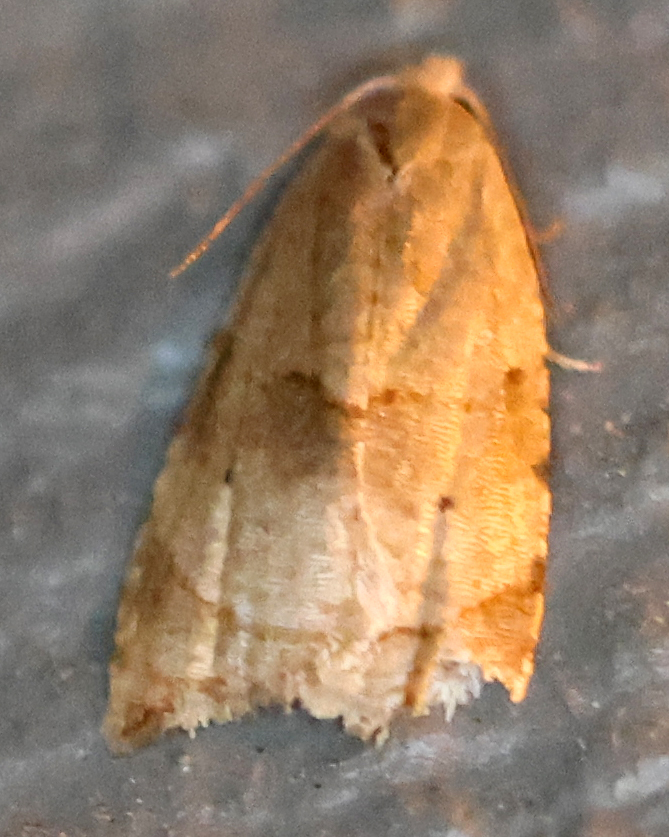 Batman Moth from Shepard Settlement, Onondaga County, NY, USA on August ...