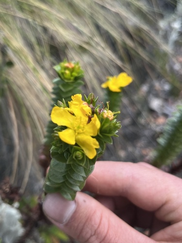 Hypericum mexicanum, photograph 3