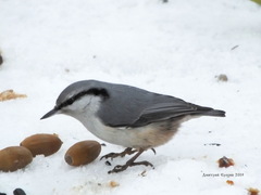 Sitta europaea