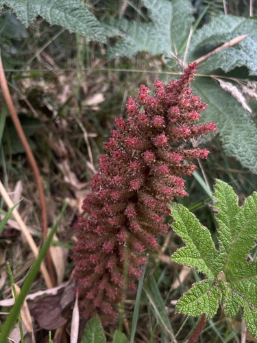 Gunnera schultesii (Gunnera schultesii)