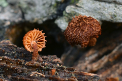 Phaeomarasmius