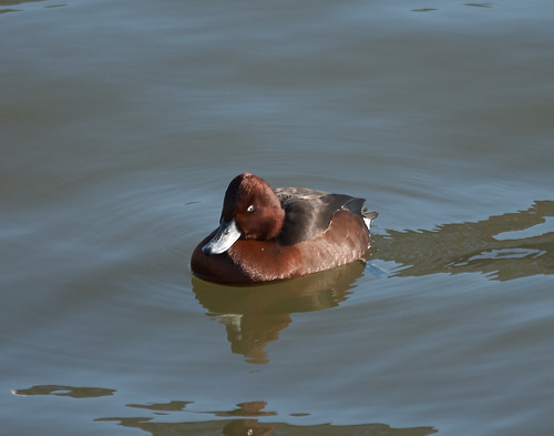 Porrón pardo (Aythya nyroca)