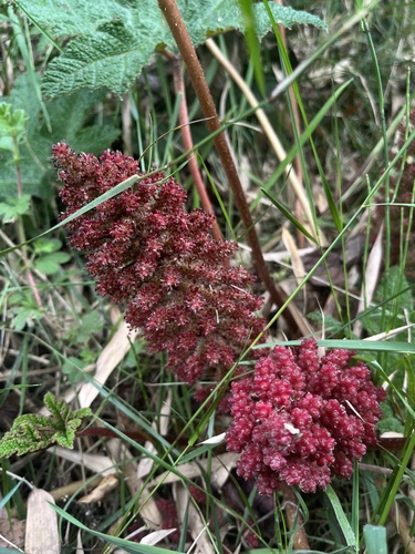 Gunnera schultesii, photograph 1