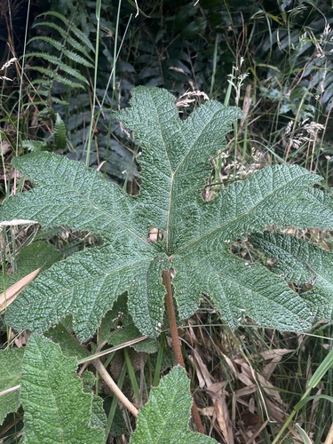 Gunnera schultesii, photograph 2