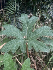 Gunnera schultesii, photograph (c) Nicolás Baresch Uribe, some rights reserved (CC BY)