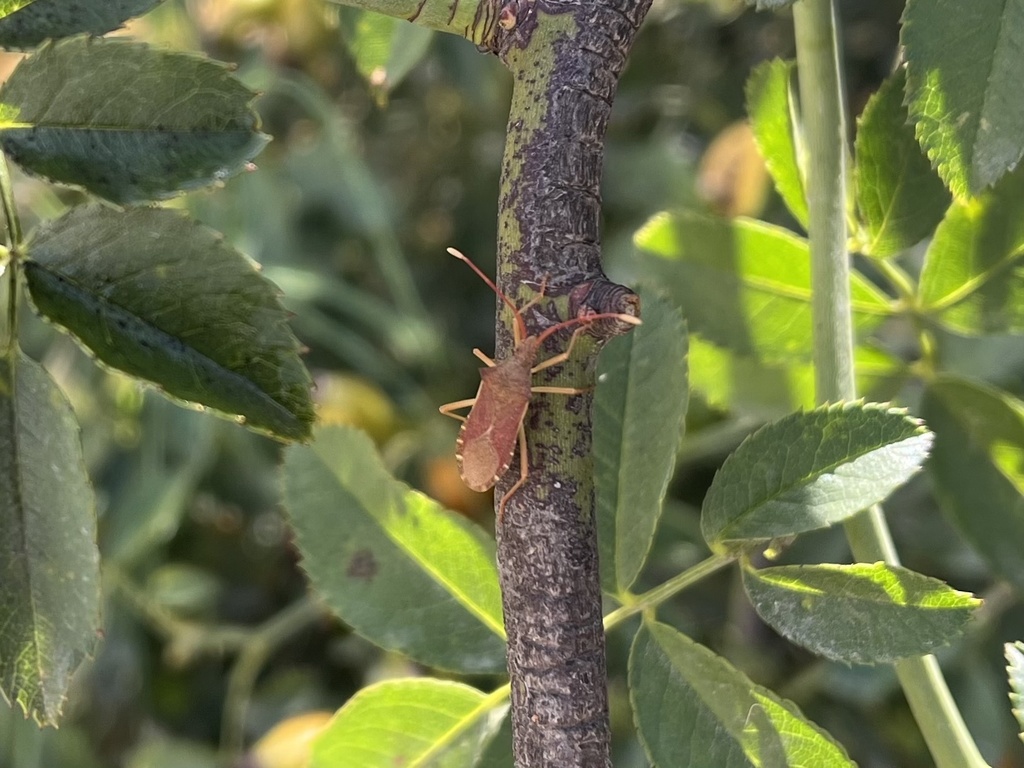Box Bug from Corfu, Corfu, F, GR on August 30, 2023 at 02:42 PM by ...