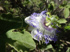 Passiflora arida