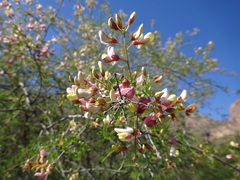 Coursetia glandulosa