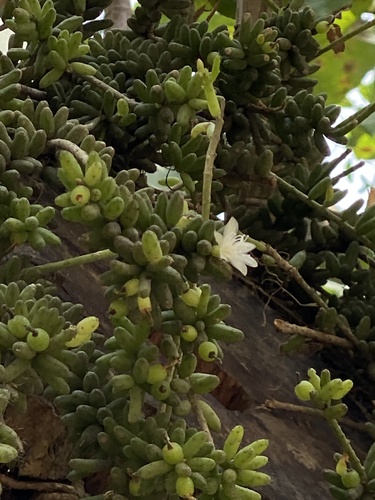 Rhipsalis mesembryanthoides, photograph 2