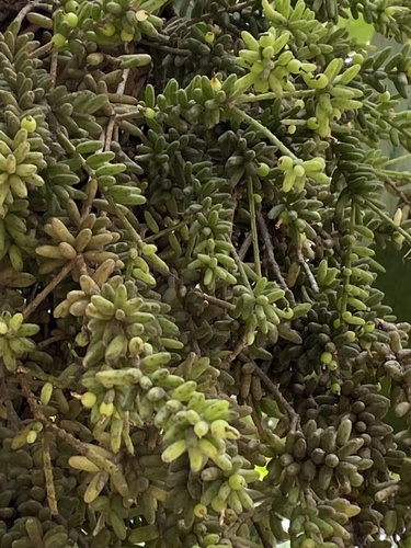 Rhipsalis mesembryanthoides, photograph 3