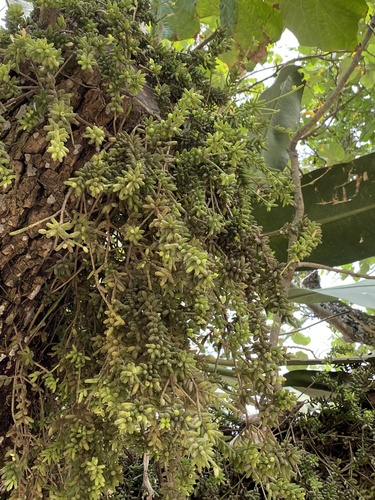 Rhipsalis mesembryanthoides, photograph 4