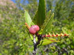 Pleradenophora bilocularis