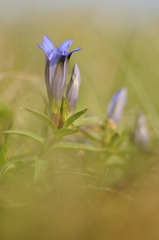 Gentiana septemfida