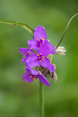 Tradescantia gigantea