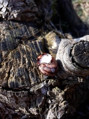 Helix lucorum