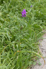 Tradescantia gigantea