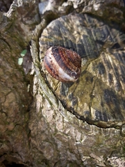 Helix lucorum