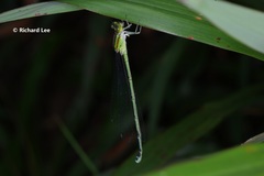 Pseudagrion australasiae