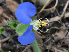Commelina erecta