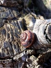 Helix lucorum