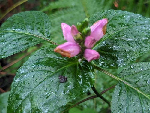 pink turtlehead (Chelone lyonii)