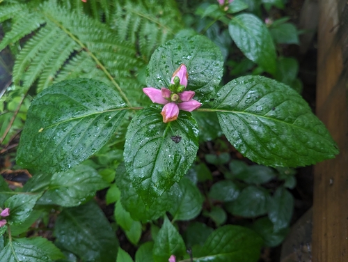 Chelone lyonii