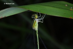 Pseudagrion australasiae