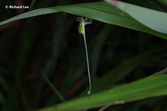 Pseudagrion australasiae