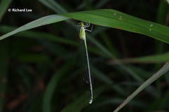 Pseudagrion australasiae