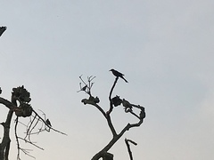 Quiscalus mexicanus