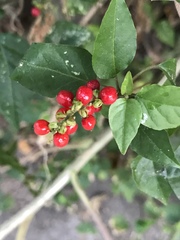 Magnoliopsida