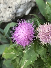 Cirsium mexicanum