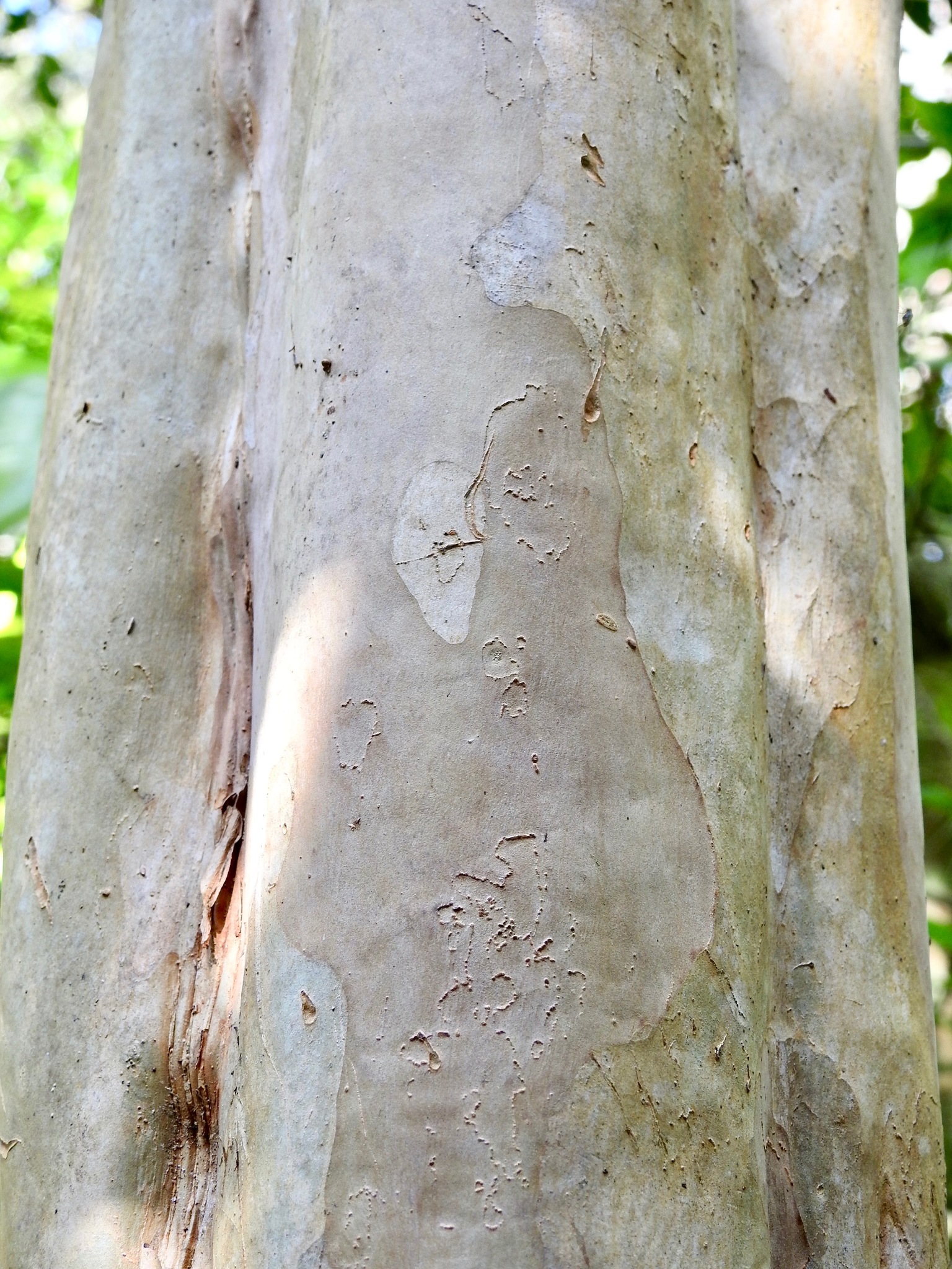 Myrcianthes fragrans