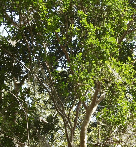 Myrcianthes fragrans