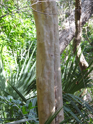 Myrcianthes fragrans
