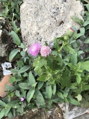 Cirsium mexicanum