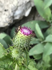 Cirsium mexicanum