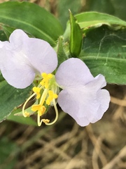 Commelina erecta