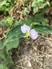 Commelina erecta