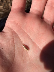 Papillifera papillaris