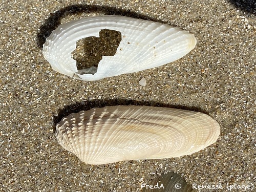 White Piddock, Schouwen-Duiveland, NL-ZE, NL, photo 6 of 10