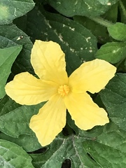 Momordica charantia