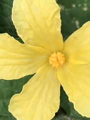 Momordica charantia
