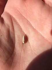 Papillifera papillaris