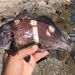 Black Croaker - Photo (c) Jacob, some rights reserved (CC BY-NC), uploaded by Jacob